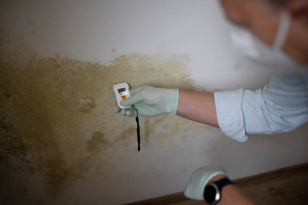 Why You Should Choose Our Mold Remediation Services in Elba, AL